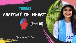 Anatomy of Heart Part 1  Bangla Demonstration of Heart  Viscera of Heart  Heart Demonstration [upl. by Ylicec]