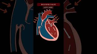 Blood Flow Through the Heart Animation In 1 Minute  Cardiac Physiology bloodflow shorts [upl. by Hambley]