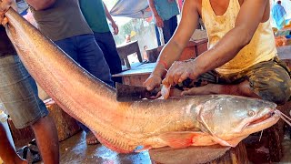 Amazing Fish In Bangladesh  Giant Wallago Attu Boal Fish Cutting Live In Fish Market [upl. by Lajib]