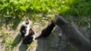 Lustige Baby Katzen auf Video  einfach süß und goldig [upl. by Yltnerb]