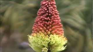 Feature Plants  Kniphofia uvaria Red Hot Poker [upl. by Kcirderfla]