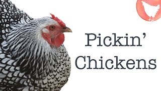 Choosing Chicken Breeds [upl. by Nyrraf]