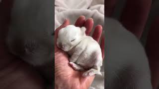 🎥 Meet the cutest lop eared rabbit 🐰🐇 on YouTube Get ready to fall in love with this adorable bu [upl. by Pontius298]