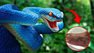 TOP 5 MOST VENOMOUS SNAKES In The World [upl. by Asilef]