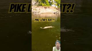 Kayak Fishing Adventure Giant Pike Caught with a Mouse Lure 🐟 MonsterFish AmazingCatch [upl. by Danas]