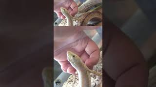 The SWEETEST skink 🥰🦎 reptiles lizard skink cuteanimals petlizard petskink pets [upl. by Monahan346]