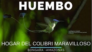 Amazonas 06  HUEMBO Hogar del colibrí maravilloso cola de espátula  viajero en 360 [upl. by Jeffrey967]