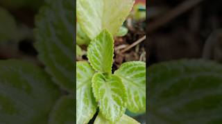 Episcia plants from cutting propagate [upl. by Mcbride732]