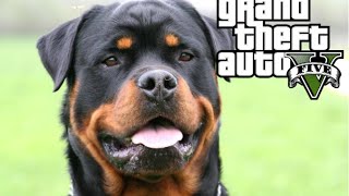 GTA V  TOUS LES PEYOTES  LE ROTTWEILER [upl. by Nosral212]