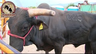 ¡¡LO MEJOR DE SUS CORRALES Rancho El Canelo En Tlancualpican Puebla 2017 [upl. by Ocer97]