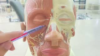 Face  model muscles  Anatomy MBBS [upl. by Schechinger]