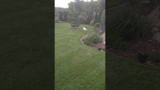 Jack Russell terrier  zoomies [upl. by Frederica]