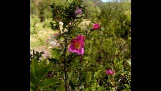 MacDowell Woodland Sketches To a Wild Rose [upl. by Kery]