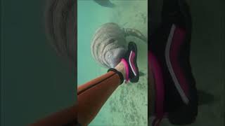 Epic manatee hoodwin [upl. by Adnilim]