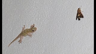 Gecko Hunting Tarentola mauritanica [upl. by Pacifa466]