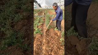 Replanting rose seedlings process [upl. by Johathan]