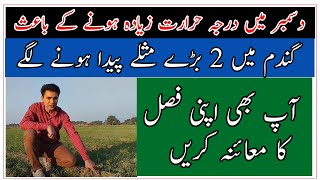 Heat stress at early stage of wheat Wheat insects wheat weeds control گندم پر خطرناک دشمن کا حملہ [upl. by Proudlove]