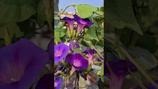 Morning glory ne morning good kar di flowergardening garden gardenplants [upl. by Arimahs]