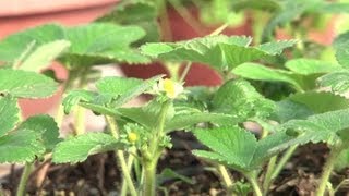 How to Grow Strawberries Inside  How to Grow Strawberries [upl. by Akili222]