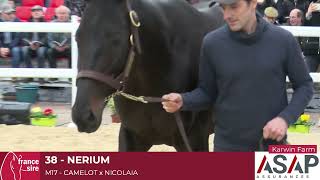 Lot 38  Nerium [upl. by Alec82]