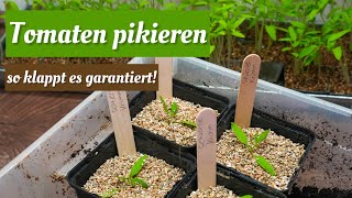 Tomaten pikieren  so gelingt es dir garantiert  Jungpflanzenanzucht 🍅🌱 [upl. by Anaher]