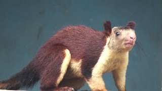 INDIAN GIANT SQUIRREL  RATUFA INDICA [upl. by Ayinat]