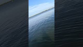 12 Temu reel vs Bonnethead Shark Lemonbay Bonnetheadflorida fishing fish shark earlymorning [upl. by Siloa]