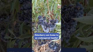 short elderberry nature Elderberry are home to the Valley Elderberry Longhorn Beetle [upl. by Meggie]