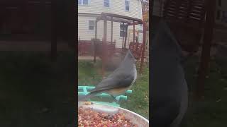 Tufted Titmouse ❤️ birdcam birdsofyoutube tuftedtitmouse backyardbirdwatching [upl. by Rebmyt692]