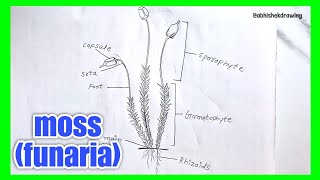 how to Draw Diagram of mosses funaria Mossfunaria labelled Diagram how to Draw [upl. by Ruperta]