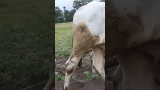 38k cow wow plow 4kvideo 4k [upl. by Tigges]