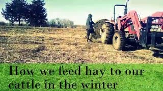 Feeding our Grass Fed cattle in the winter [upl. by Anna-Diane]