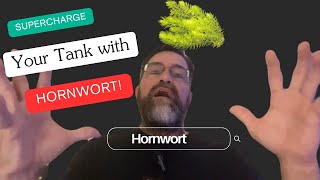 Ultimate Guide to Hornwort Essential Care Tips for Thriving Plants [upl. by Angid]