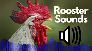 Rooster Sound Effects Crowing  No Copyright [upl. by Pier177]