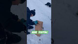 Trapping Mink Finding Tracks amp Setting Traps trapping mink conibeartrap [upl. by Ewen294]