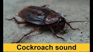 Cockroach Sound [upl. by Olpe]