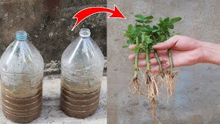 How to Grow Roses from Cuttings in plastic bottles for beginners [upl. by Serafina43]