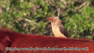 Redbilled Oxpeckers hissing call and chipping call [upl. by Allyson]