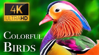 The Most Colorful Birds in 4K  Beautiful Birds Sound in the Forest  Scenic Relaxation Film [upl. by Yelsnya234]