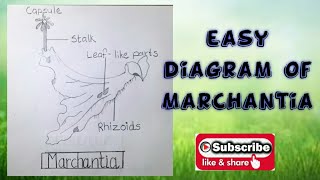 How to draw diagram of Marchantia for school students [upl. by Brackett]