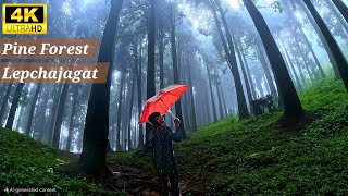 Lepchajagat  Pine Forest 4K  Nature  Darjeeling Vlog  West Bengal  Sikkim Darjeeling Tour [upl. by Reagen936]