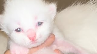 Persian 5 kittens growing day 6  black kitten crying 2white 2greyish viralvideo [upl. by Yendis578]