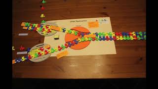 DNA Replication stop motion video [upl. by Sivahc]