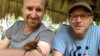 Elephant beetle male in Cocobolo Nature Reserve Panama [upl. by Aivartal]