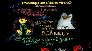 EMBRIOLOGÍA del SISTEMA NERVIOSO Fácil  Neurulación Vesículas encefálicas y más [upl. by Nnaerb]