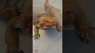 Cute bearded dragon Beardie shedding behavior [upl. by Annehsat]