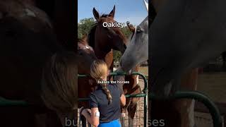 Animals at our Barn and their ✨Problems✨ funny horse shorts trending [upl. by Aihtenak]