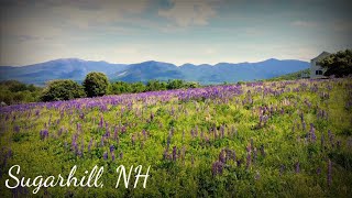 Lupines in Sugar Hill NH Drone Footage [upl. by Anomahs459]