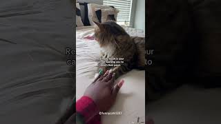 The picky purrfect cat’s keep your hands off me‘adventures 🤣😼😂🥰cat funny pets funnycats [upl. by Yelich620]