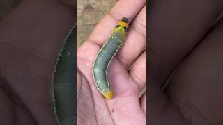 Oleander Hawk Moth Caterpillar🐛 insect shorts [upl. by Ailecnarf822]